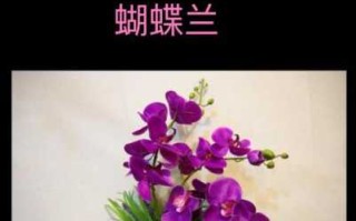 射手座的幸运花和守护花