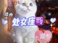 处女座适合养狗还是猫