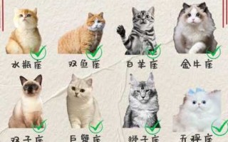 双子座适合养什么品种的猫