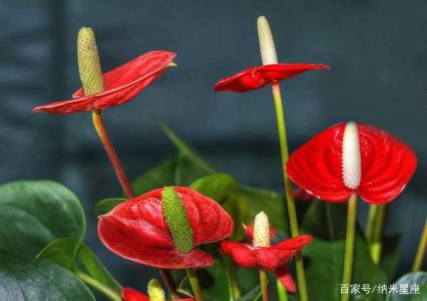 金牛女喜欢什么颜色的花