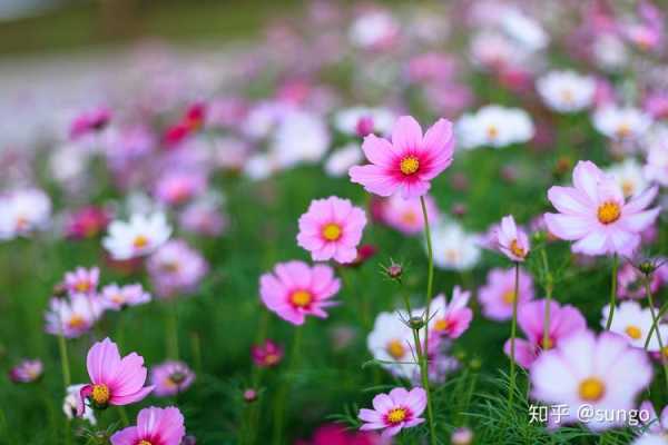 处女座的幸运花是什么图片