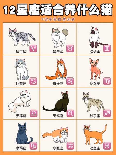 白羊座适合养什么宠物猫