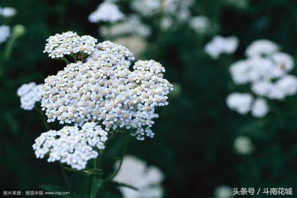 天秤座的生辰花是什么花