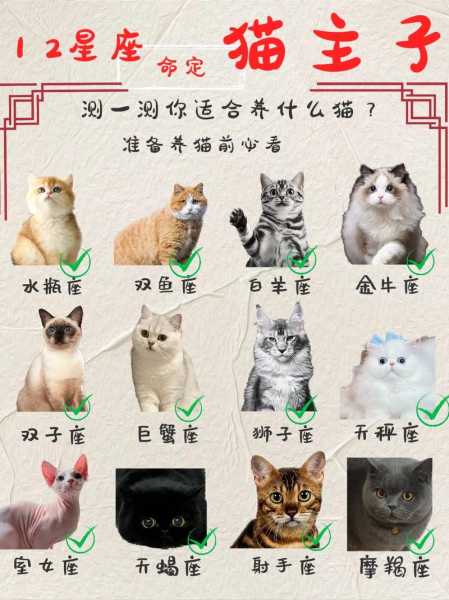 双子座适合养什么品种的猫