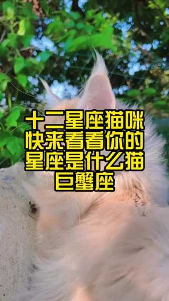 巨蟹座最喜欢养什么动物