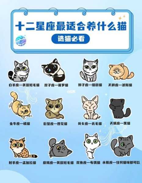 水瓶座最适合的宠物猫名字