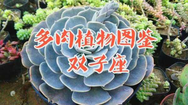 双子座的专属植物是什么名字