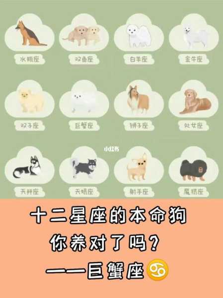 巨蟹座适合养什么宠物?猫还是狗?