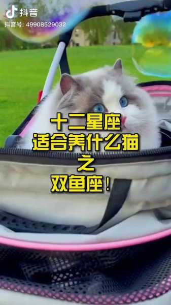 双鱼座最适合养什么宠物