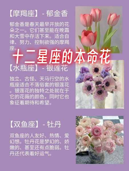 摩羯座代表着什么样子的花