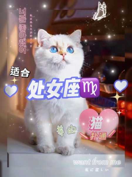 处女座适合养狗还是猫